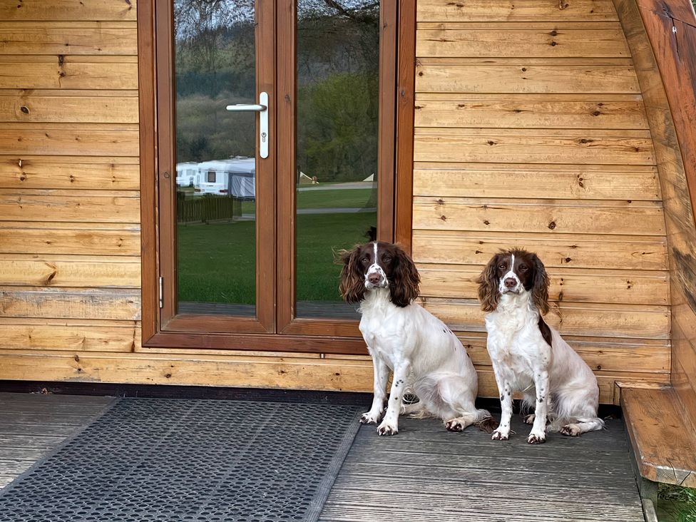 Two dogs sitting in front of a wooden cabin exit at Bracelands - Cosy Pod 1 Coleford