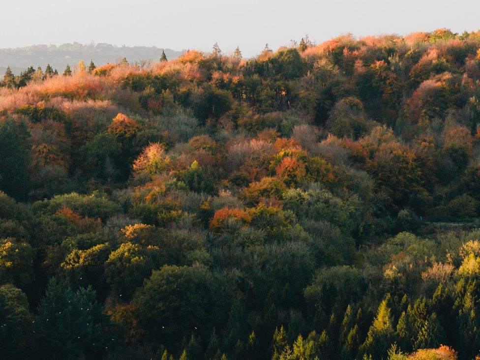 A view of autumn foliage covering hills in a forest