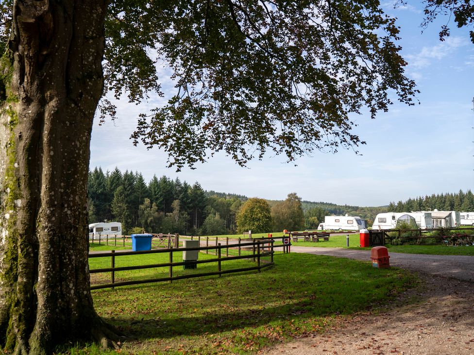 An outdoor area with caravans and a tree at Bracelands - Cosy Pod 5 in Coleford