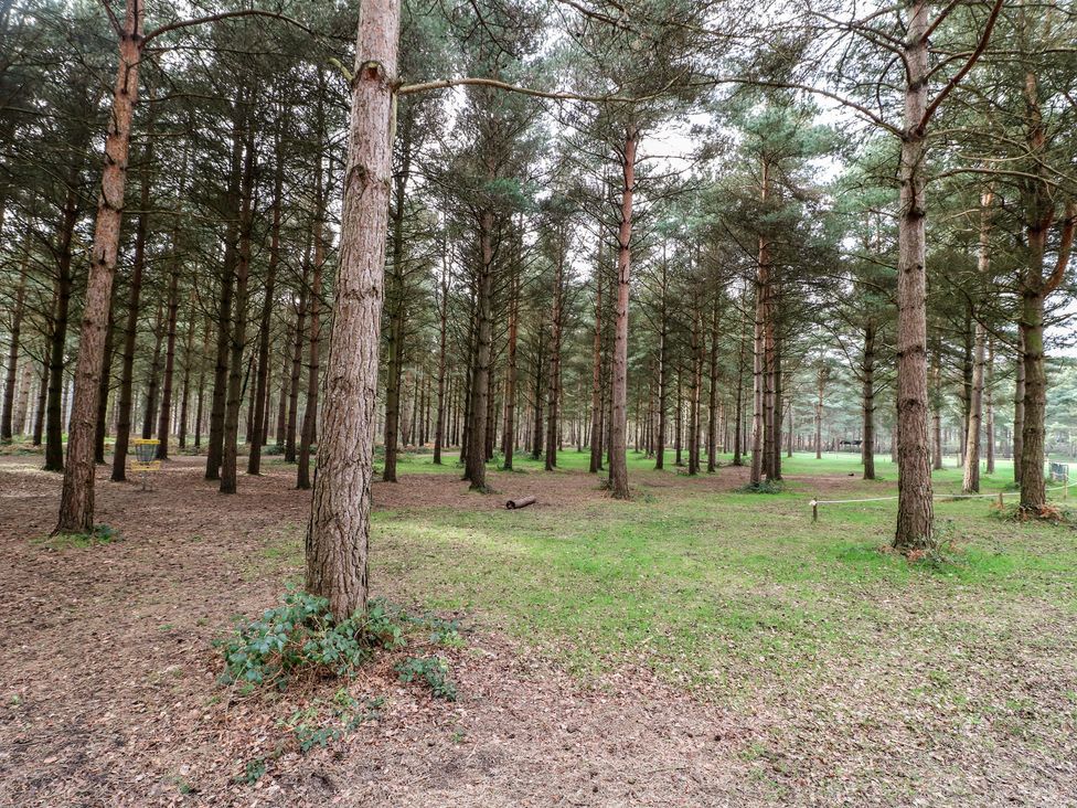 A forest area with tall trees and grass at Sherwood - Deluxe Pod 3 in Mansfield