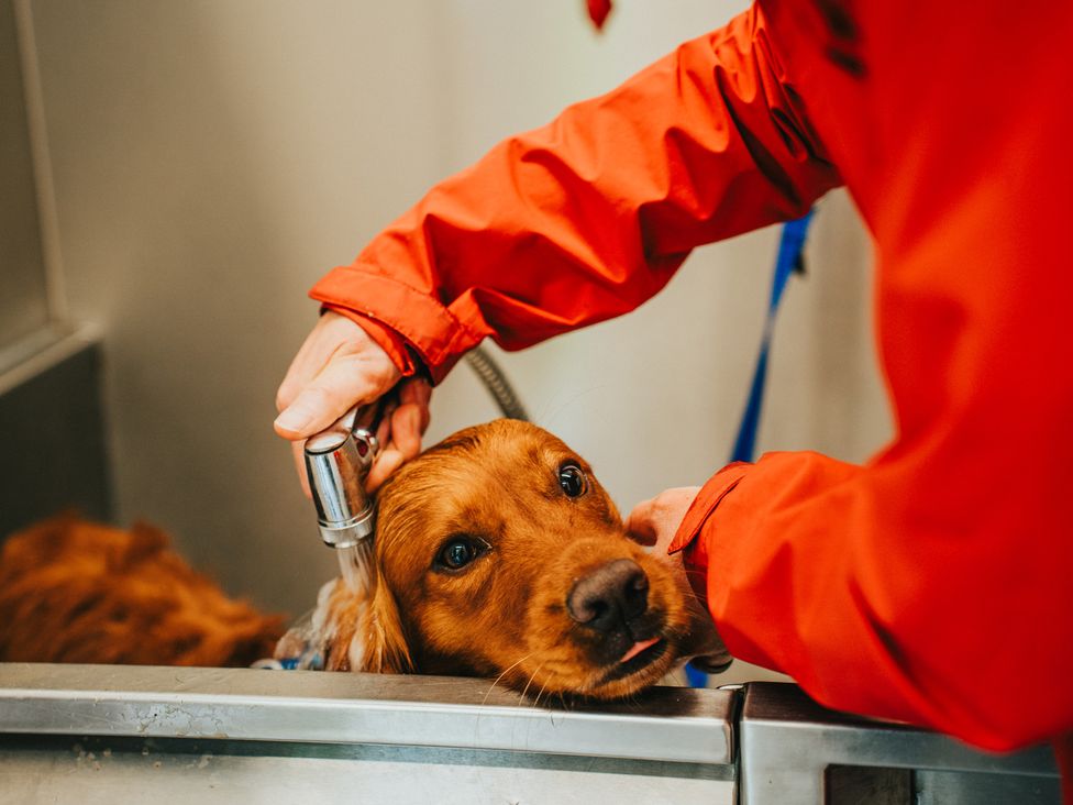 A dog being washed with a shower head in a grooming area at Sherwood - Deluxe Pod 3, Mansfield