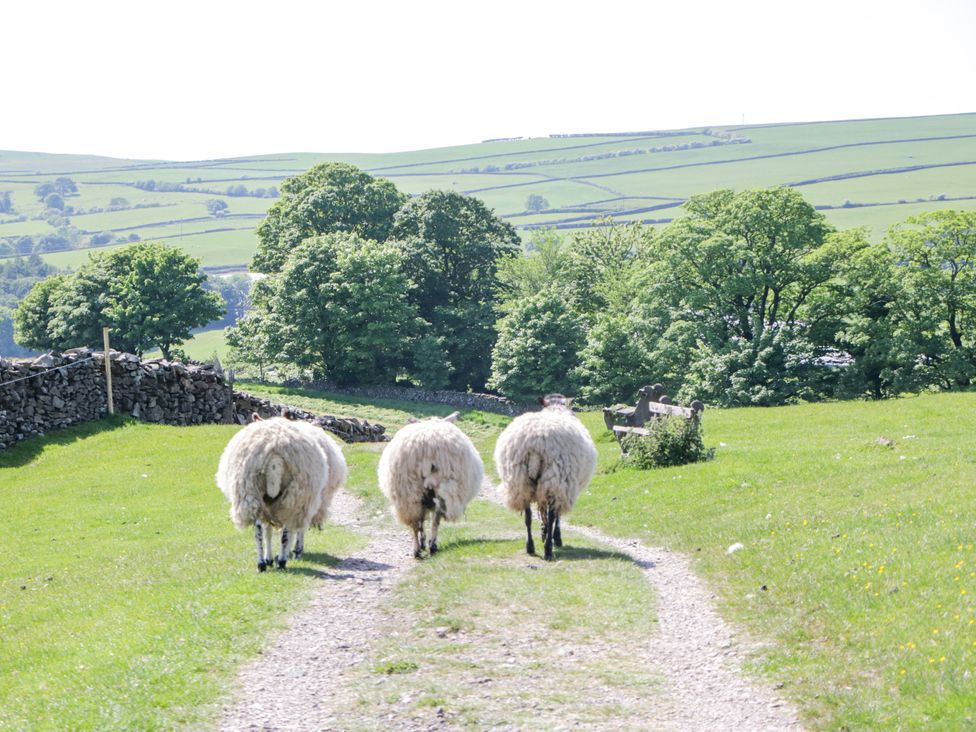 Three sheep walking on a pathway in a grassy area with trees at Corner Cottage Lowick Green near Ulverston