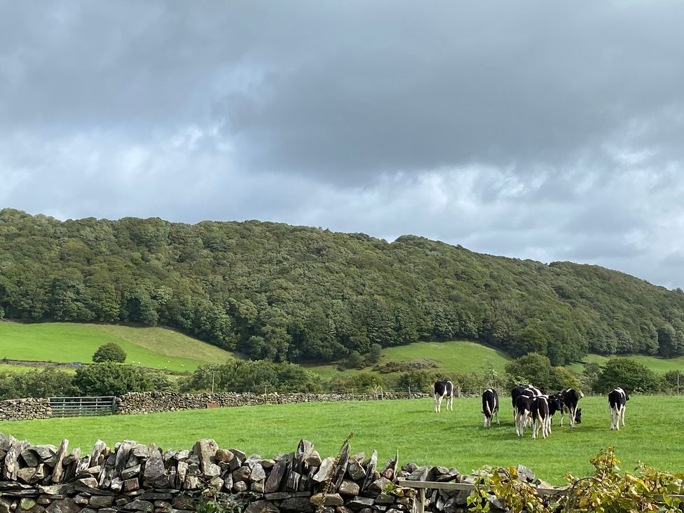 A landscape with cows grazing in a field at Corner Cottage Lowick Green near Ulverston