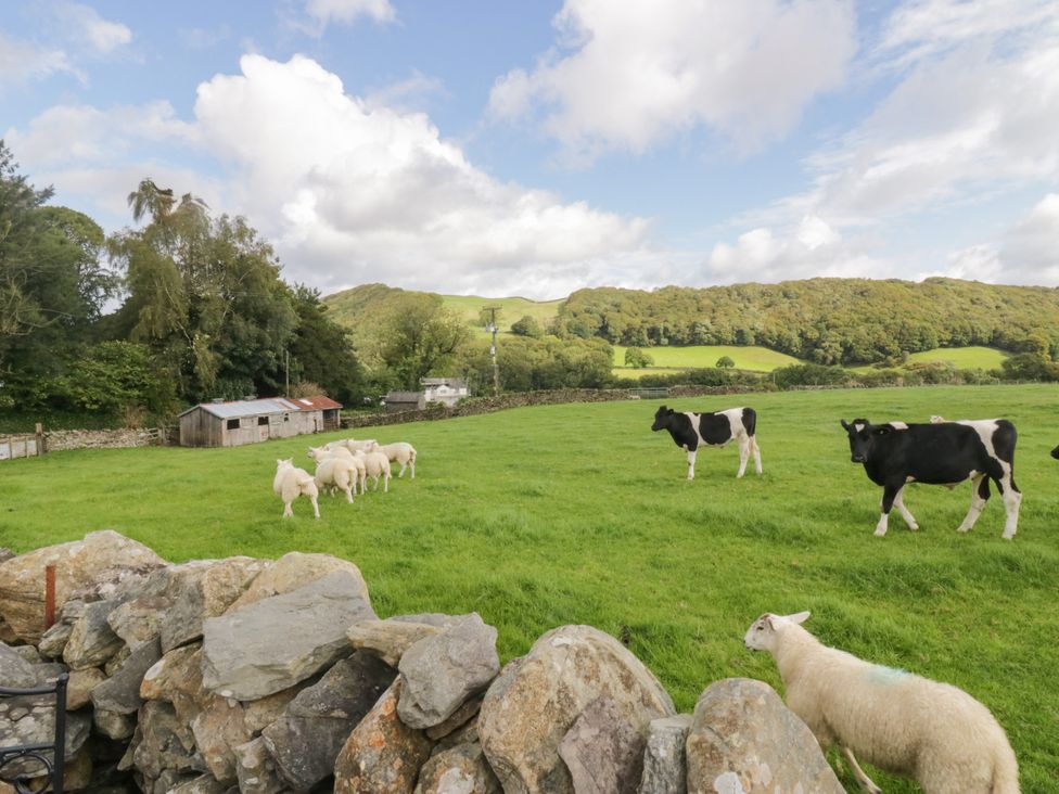 A field with cows and sheep near a barn at Corner Cottage Lowick Green near Ulverston