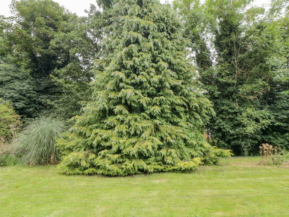 A garden with a large tree and grass at Riverside House in Scarborough