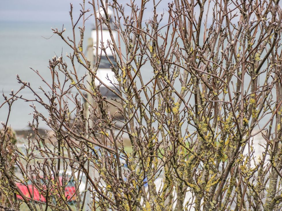 Tree branches with a lighthouse and sea in the background at 2 Old Coastguard House Beaumaris