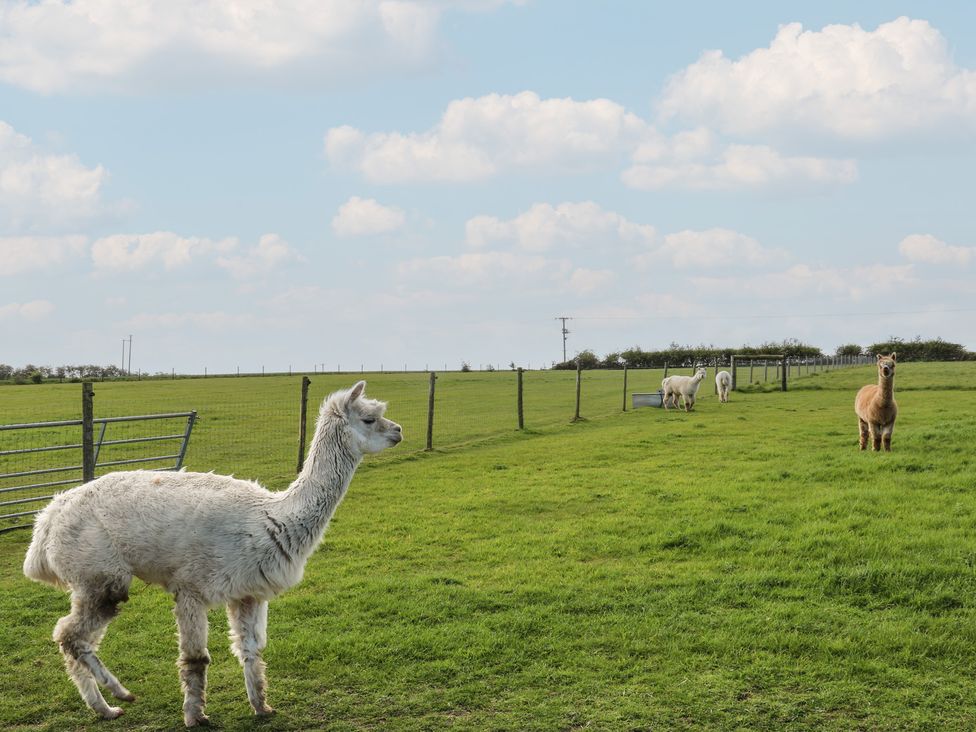 A field with alpacas grazing at Skylark in Loughborough