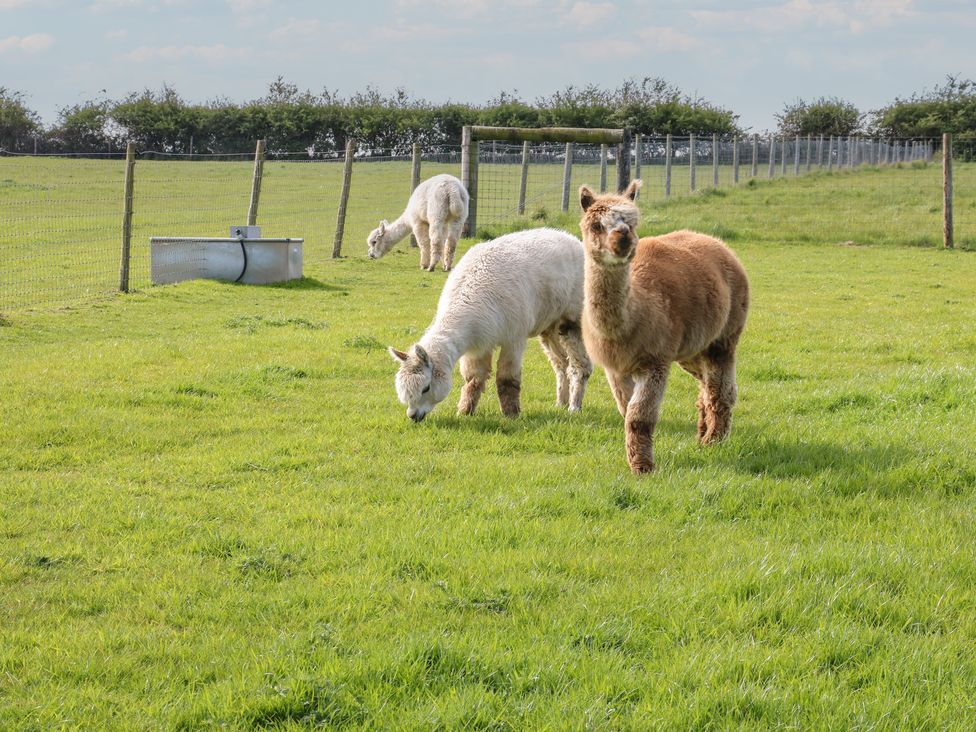 A field with alpacas grazing at Skylark in Loughborough