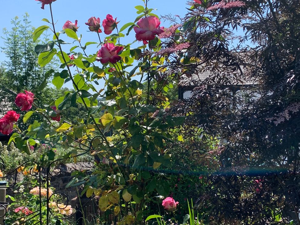 A garden with roses and greenery at 3 Newboro Terrace in Conwy
