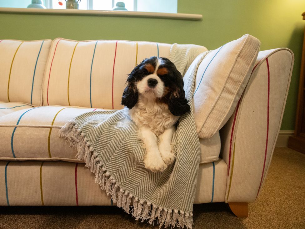 A sofa with a dog resting on a blanket in Bishop Lightfoot Cottage Bishop Auckland