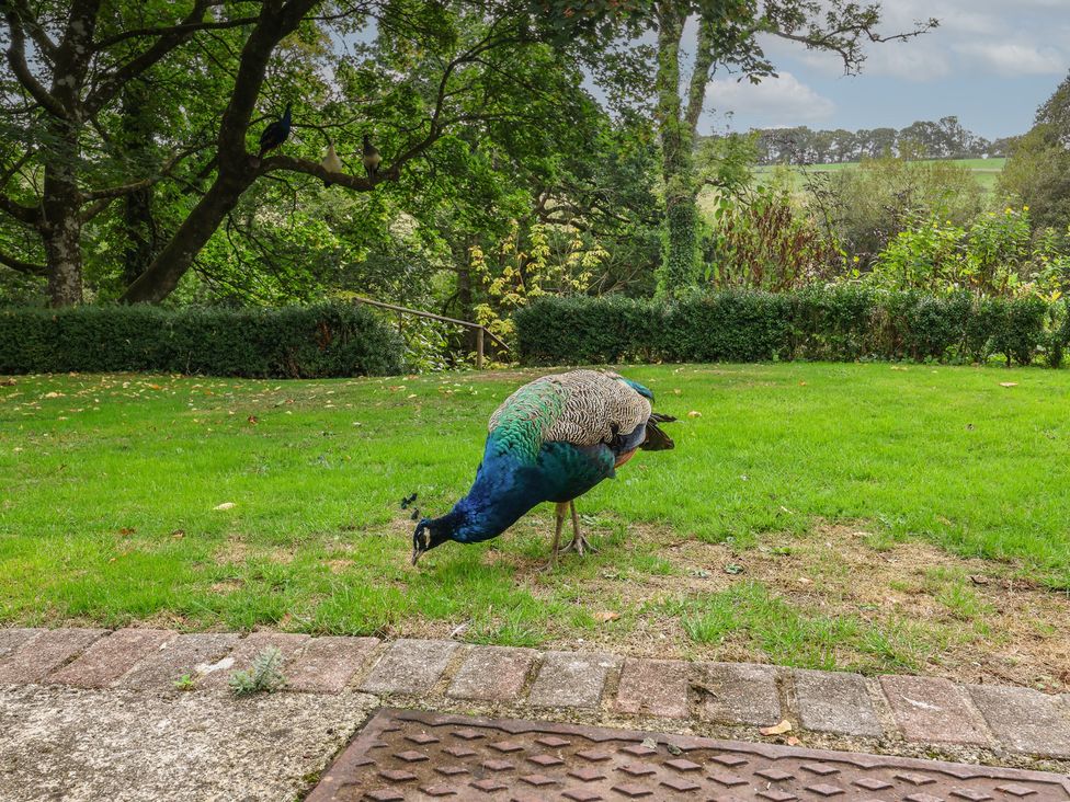 A peacock in the grass at The Bothy at Lewis Cottage in Spreyton