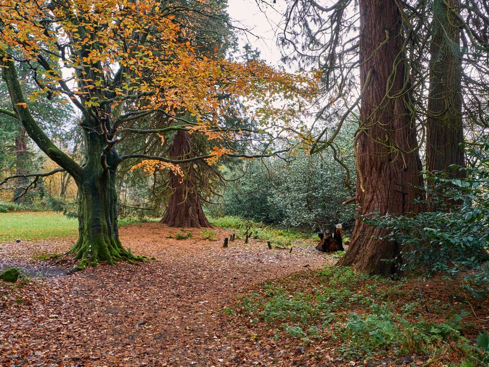 A forest scene with trees and fallen leaves at an outdoor location