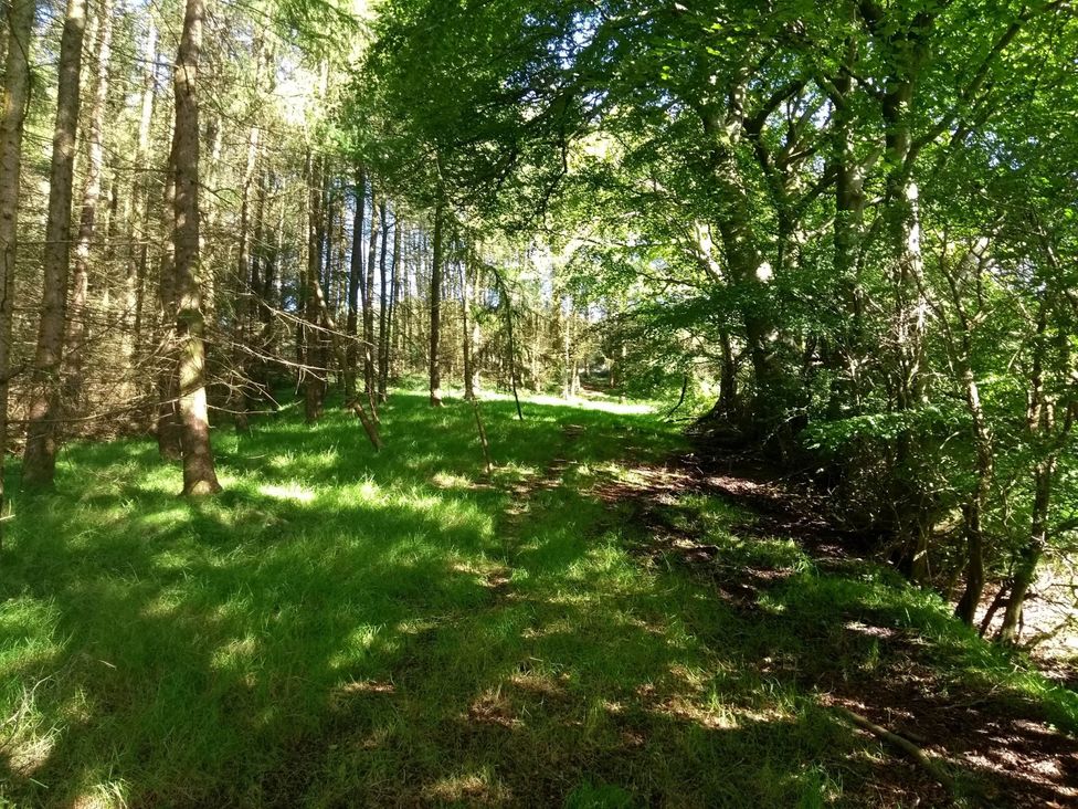 A tree-lined path through grass in a wooded area at Cleeves Cabins 1, Ailsa Luxury Lodge with hot tub, St. John's Town Of Dalry