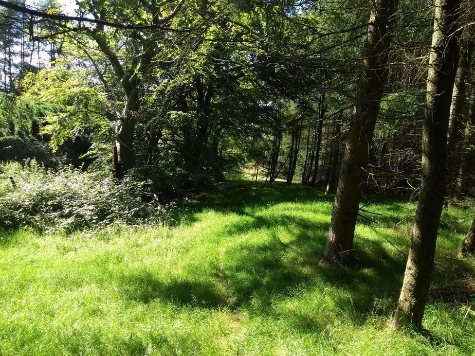 A pathway through trees and grass in a forest setting