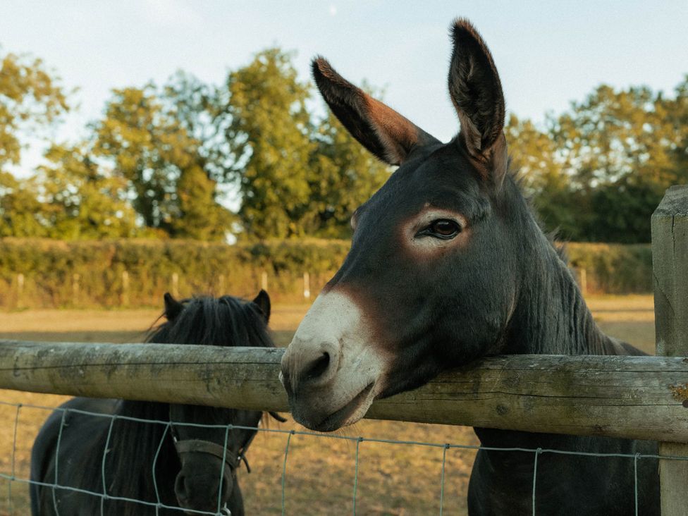 A donkey and a horse near a fence in a pasture at Glamping at the Retreat Wiltshire is rural bliss Christian Malford
