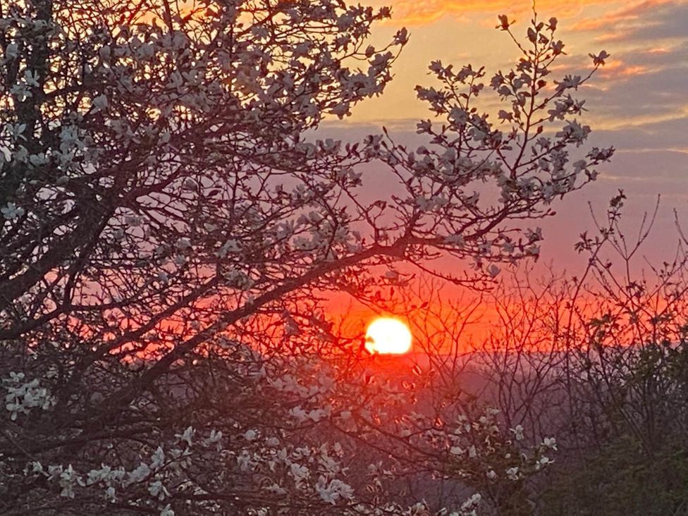 A sunset view with flowering branches in the foreground at Cozy Cabin Retreat near Chepstow