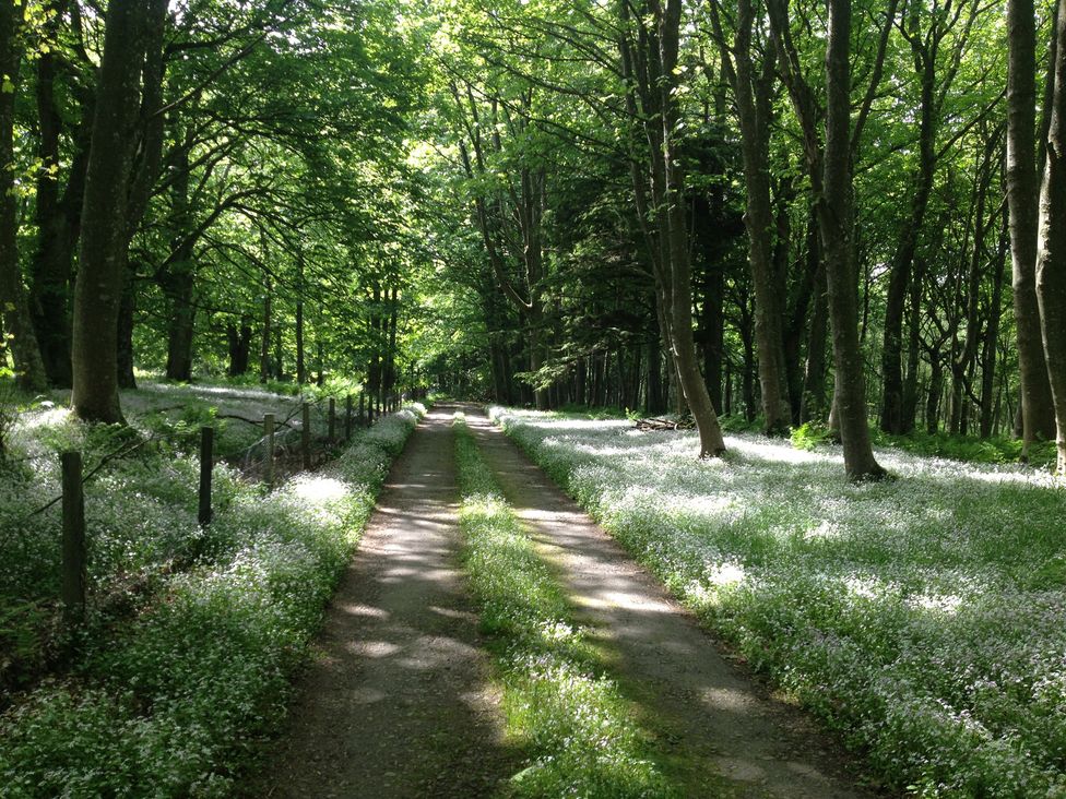 A path through trees with flowers at Keepers Cottage New Deer