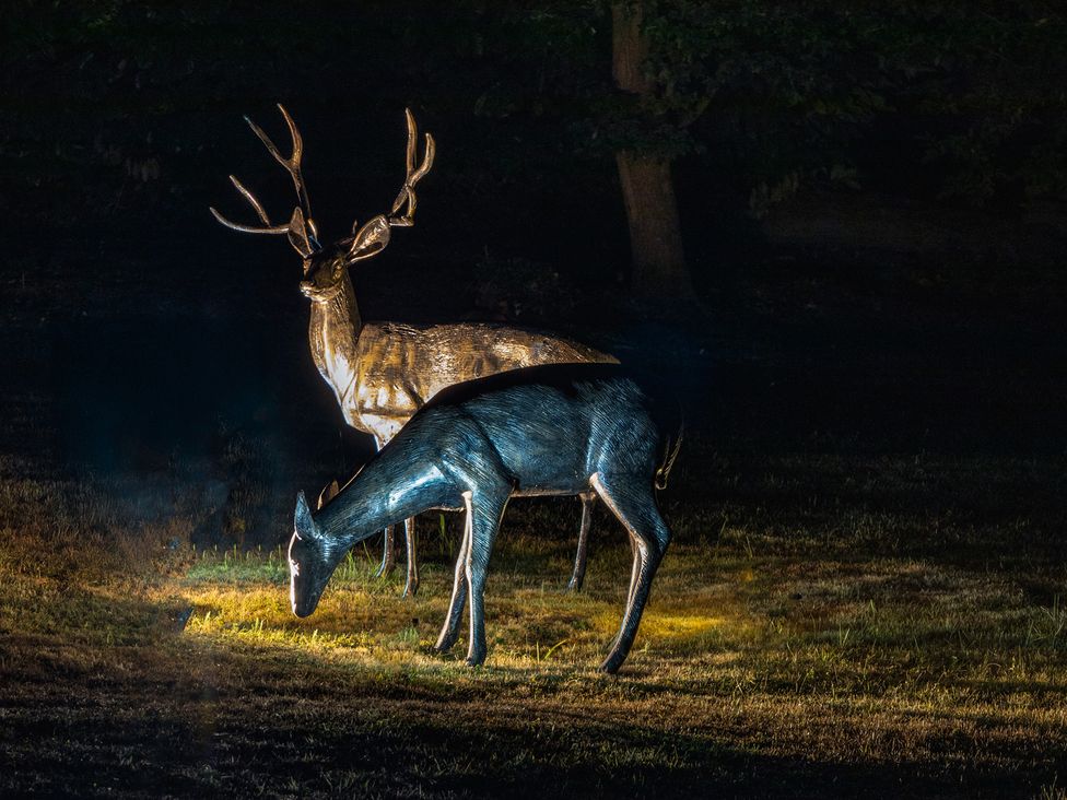 A stag and a doe in an outdoor scene illuminated at night at Ivy House near Louth
