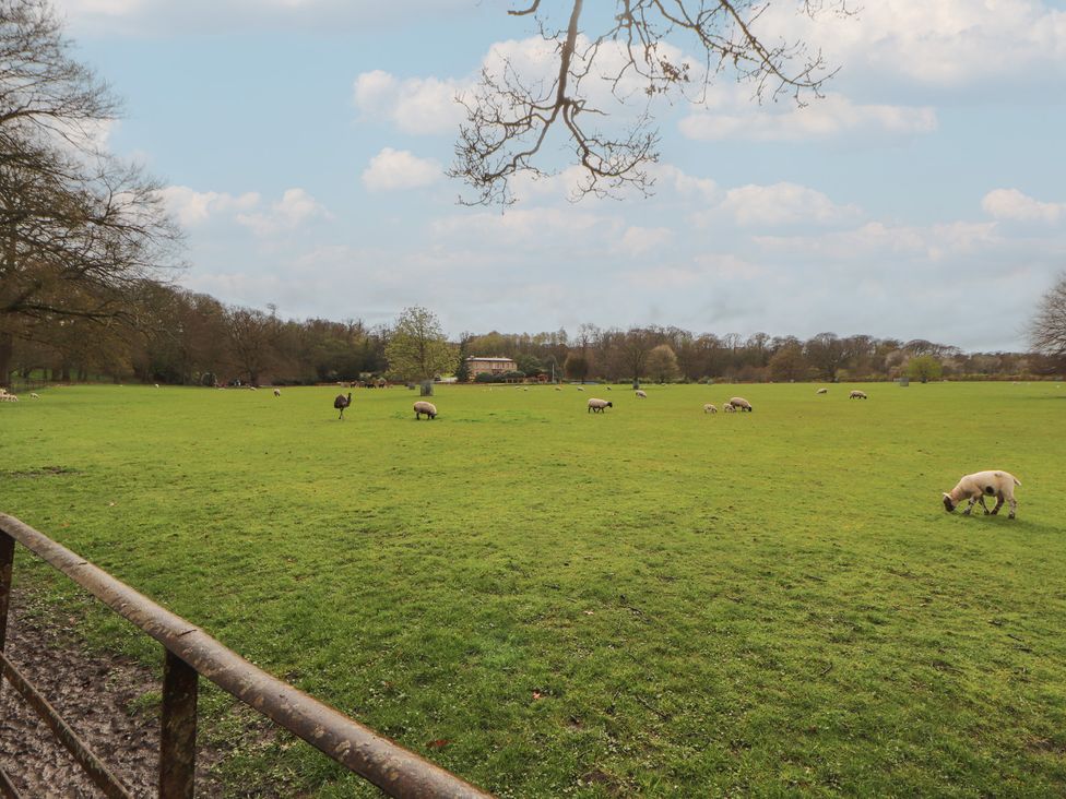 A field with sheep grazing and trees in the background at The Gate House Annexe in Cockermouth