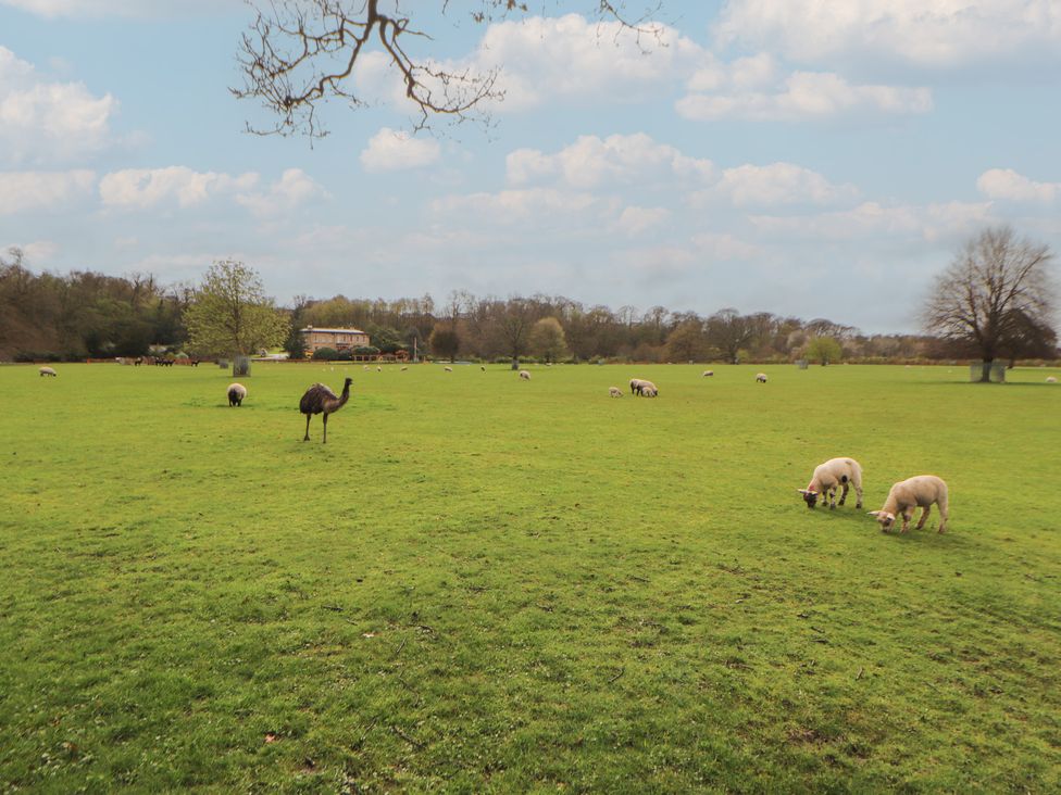 A field with an emu and sheep at The Gate House Annexe in Cockermouth