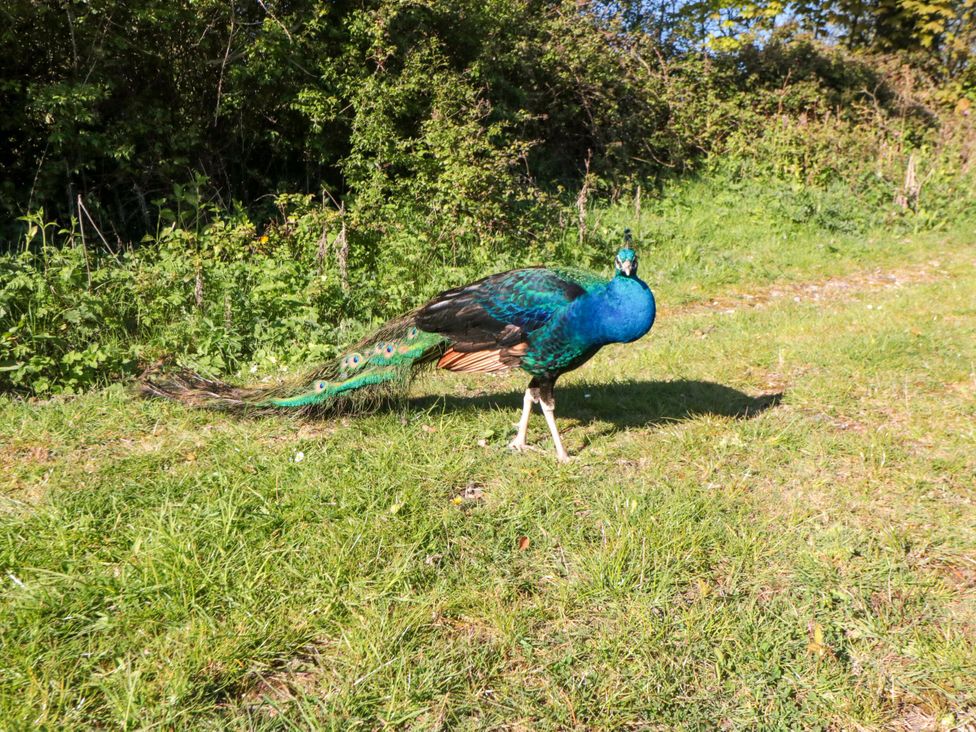 A peacock walking on a path surrounded by grass and bushes