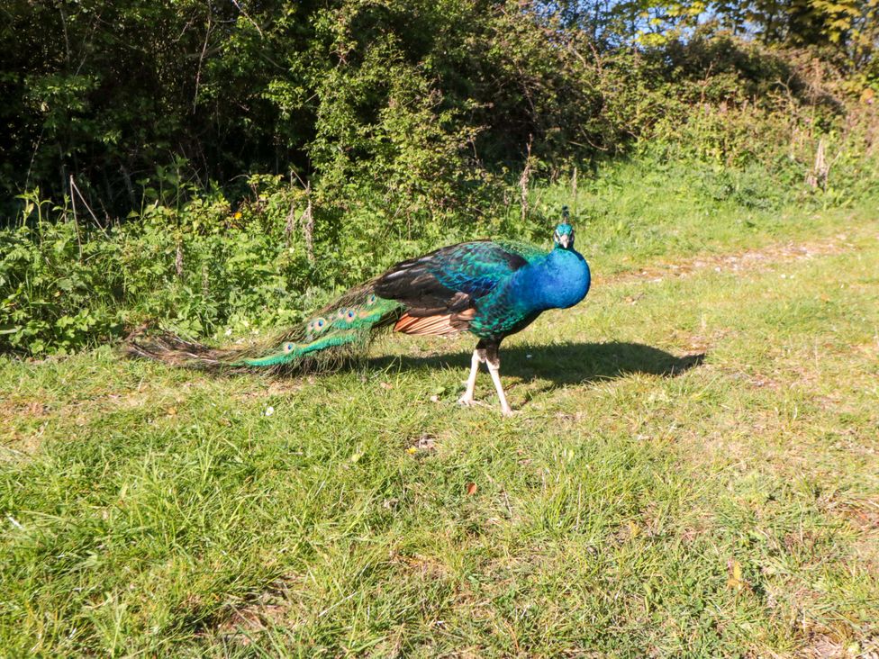 A peacock walking on grass near a path at Rosemary Retreat in Whitby