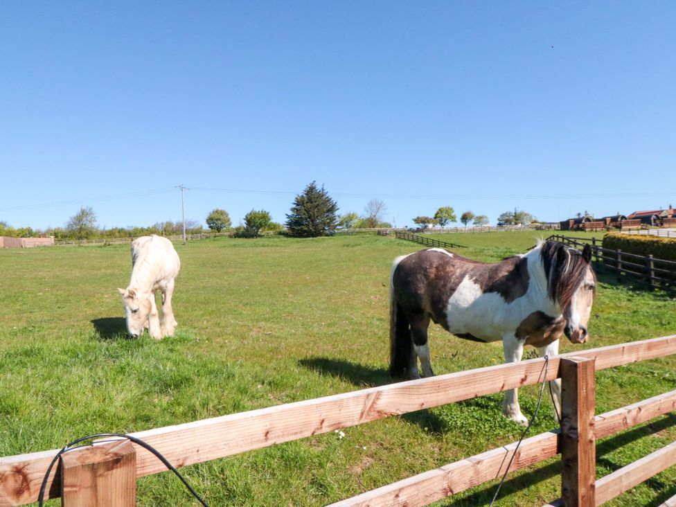 Two horses grazing in a field at Sage Sanctuary in Whitby