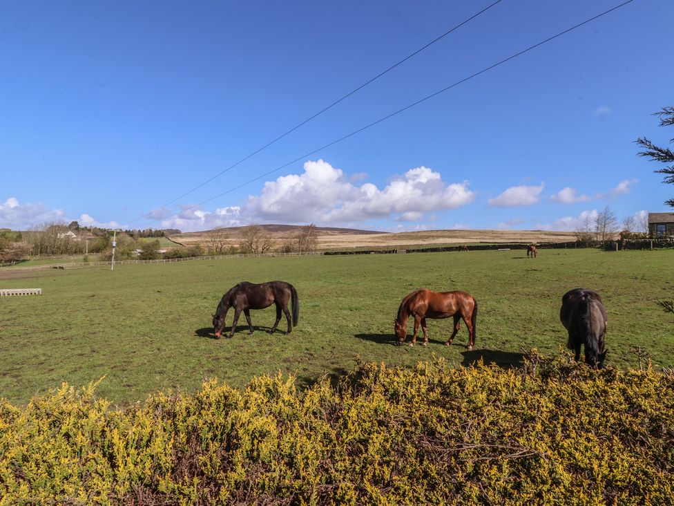 A grass field with horses grazing at 1 Upper Austby Farm Cottage Ilkley