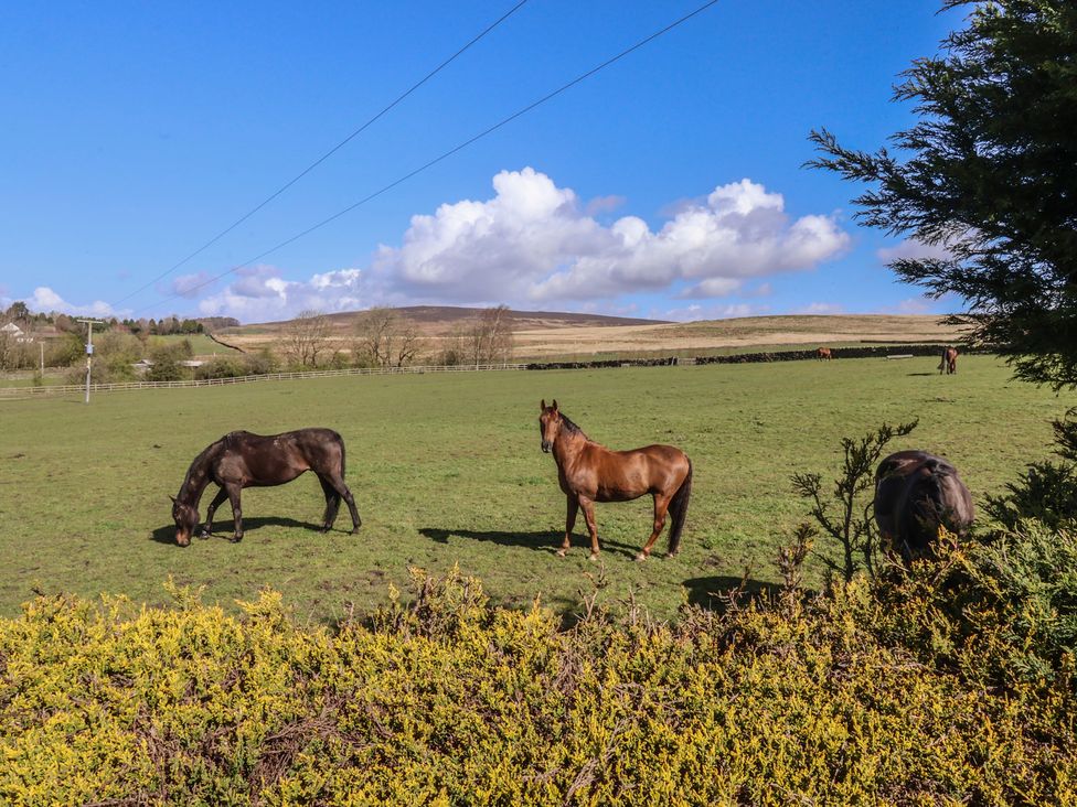 Three horses grazing in a green field at 1 Upper Austby Farm Cottage Ilkley
