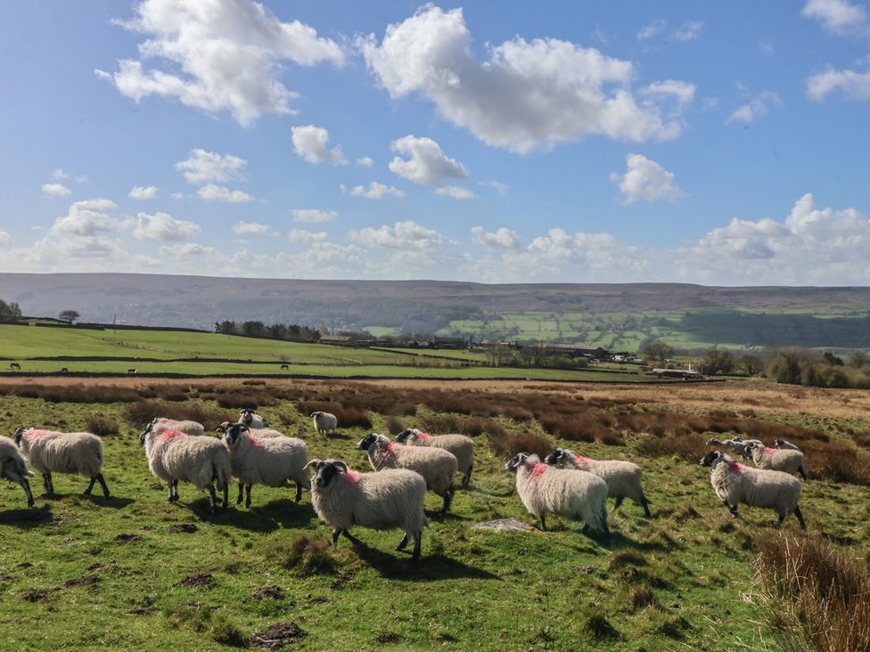 A flock of sheep on a grassy field at 1 Upper Austby Farm Cottage Ilkley