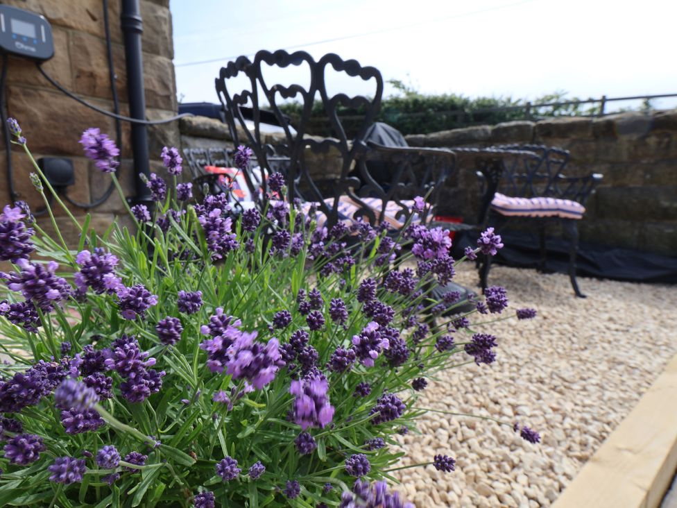 A garden with lavender plants and metal outdoor chairs at Little Holm Garth in Whitby