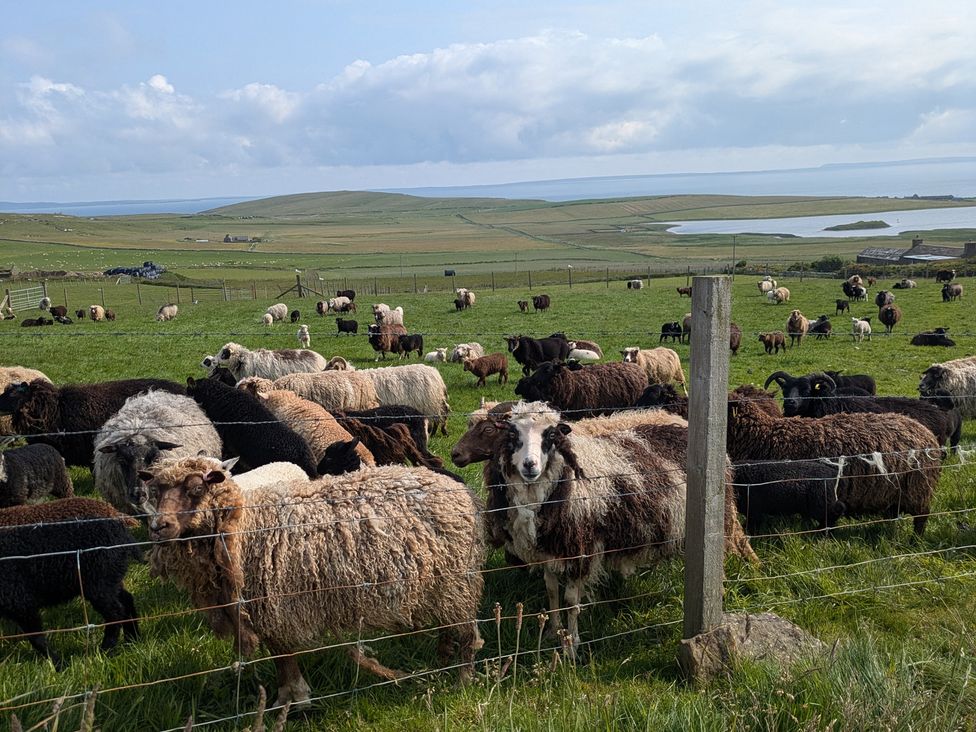 A flock of sheep in a field at Rousey Cottage Rousay, Orkney Islands