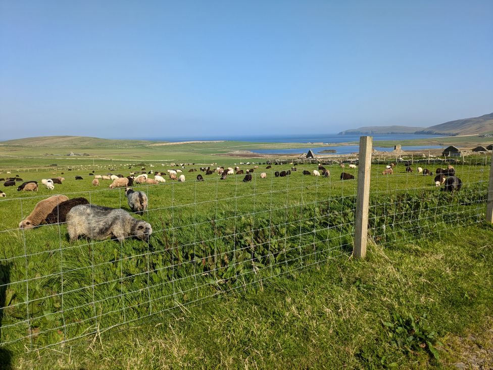 A field with sheep grazing and a view of the ocean at Lower Hammerfield, Rousay, Orkney Islands