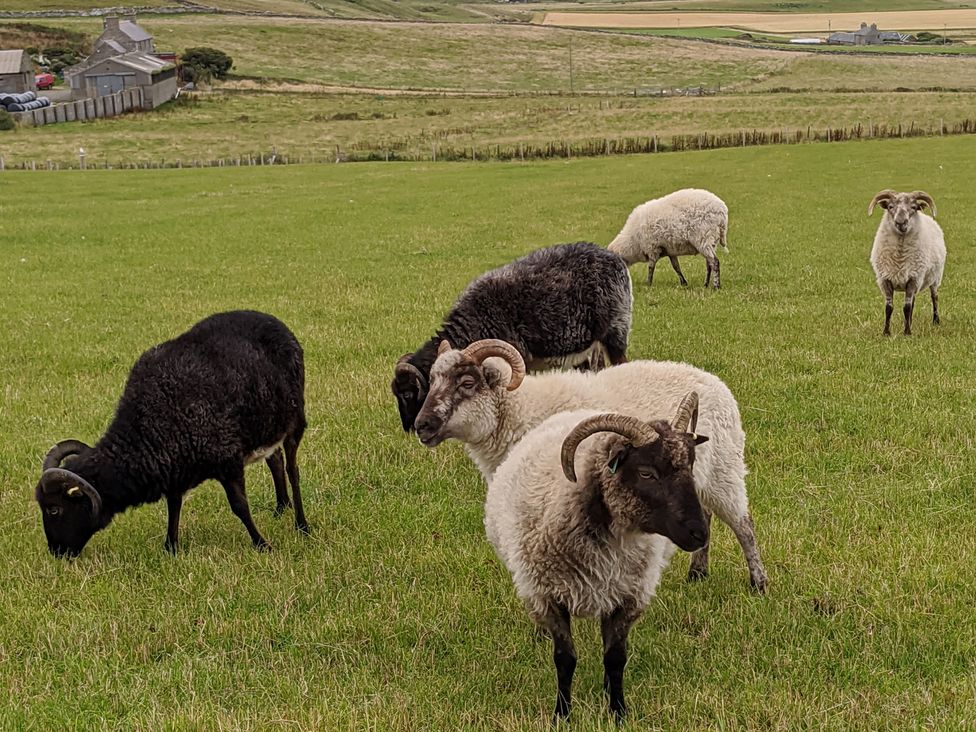 A group of sheep grazing in a field at Lower Cottage Rousay, Orkney Islands