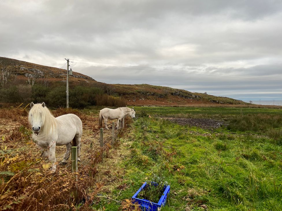 Two horses standing in a field at Woodview Isle of Barra