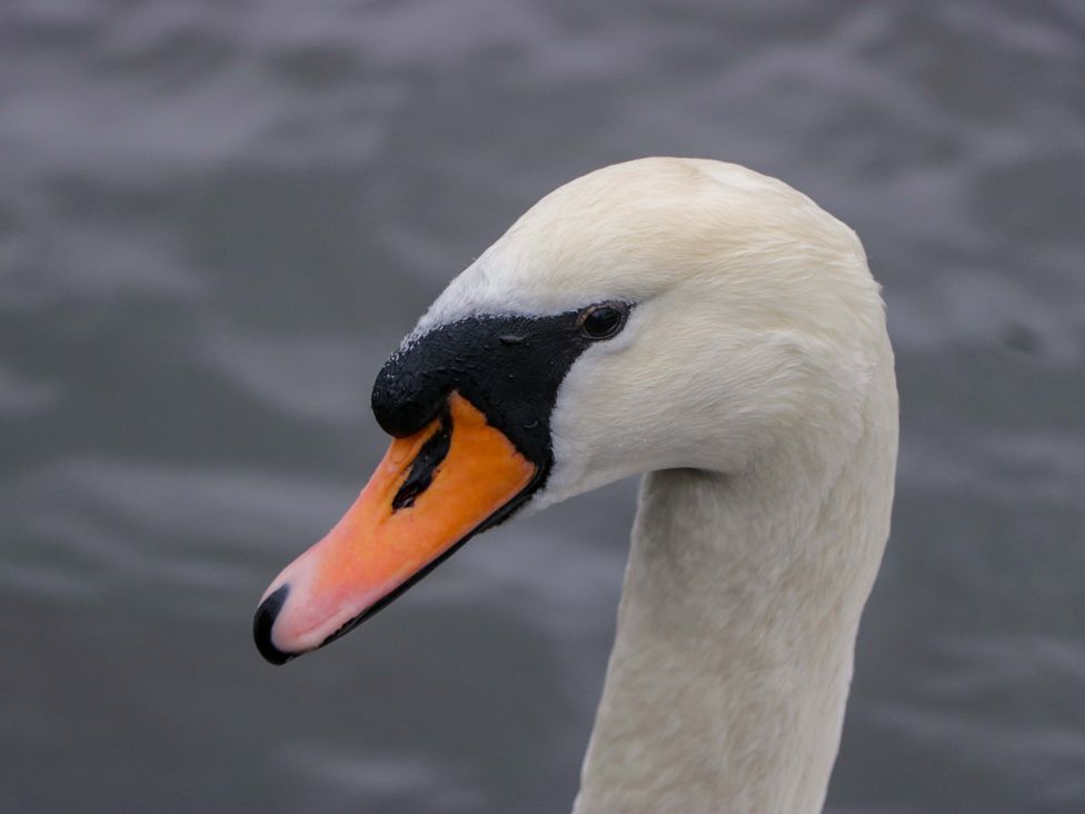 A close-up of a swan's head against the water background