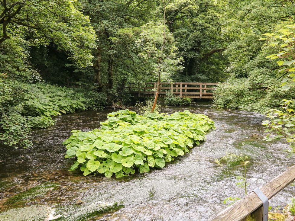 A stream with a bridge and green plants at The Barn 