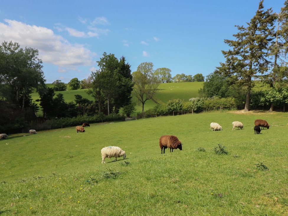 A field with grazing sheep at Ysgubor Fachwen Newtown