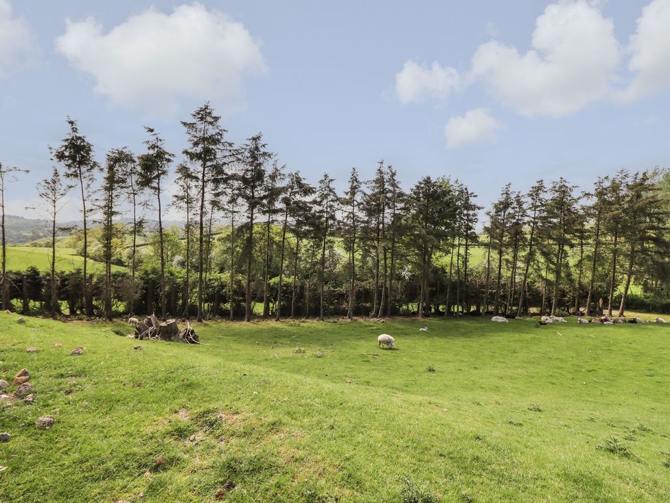 A field with trees and sheep at Ysgubor Fachwen in Newtown