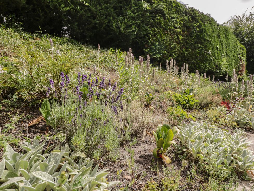 A garden with various plants including lavender and ground cover plants at Ormiston House Enford near Netheravon