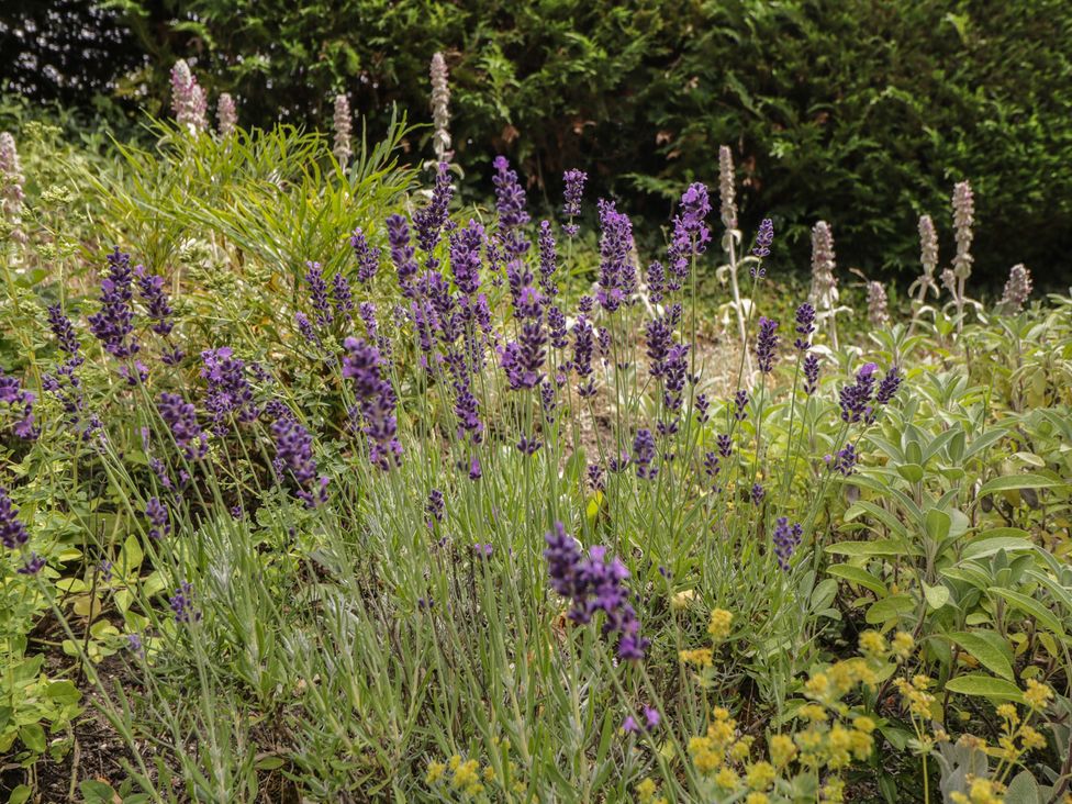 A garden with lavender and other plants at Ormiston House in Enford near Netheravon