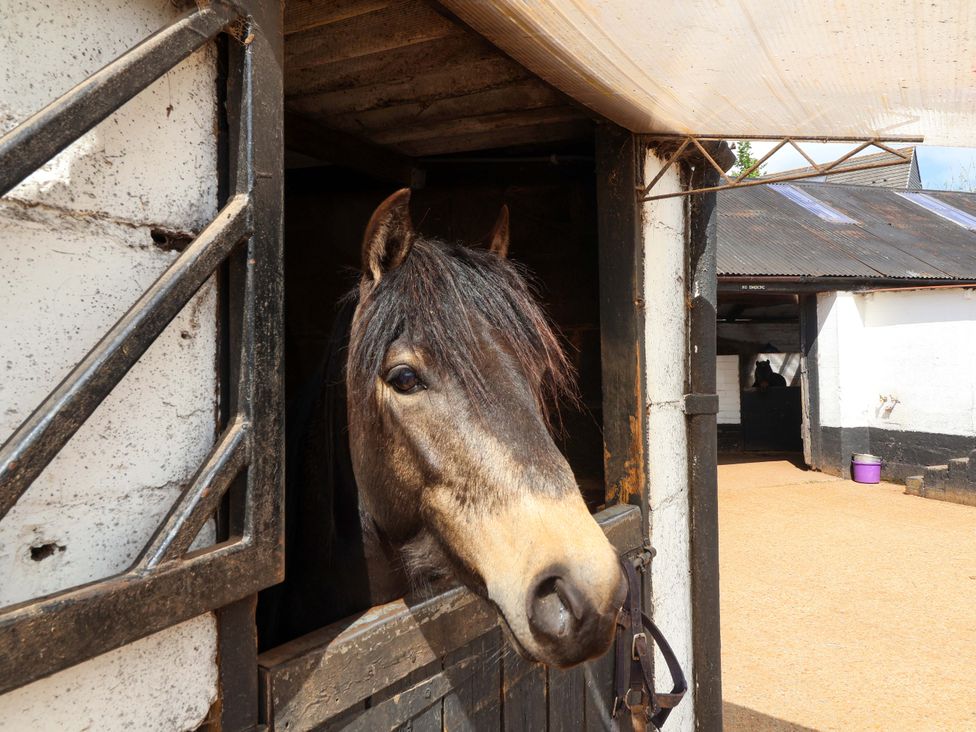 A horse looking out from a stable at The Apple Loft in Exeter