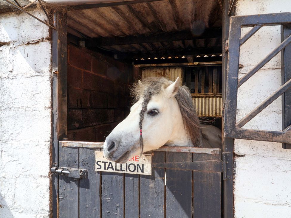 A stallion in a stable at The Apple Loft in Exeter