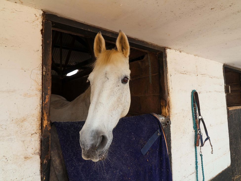A horse in a stable with tack at The Apple Loft in Exeter