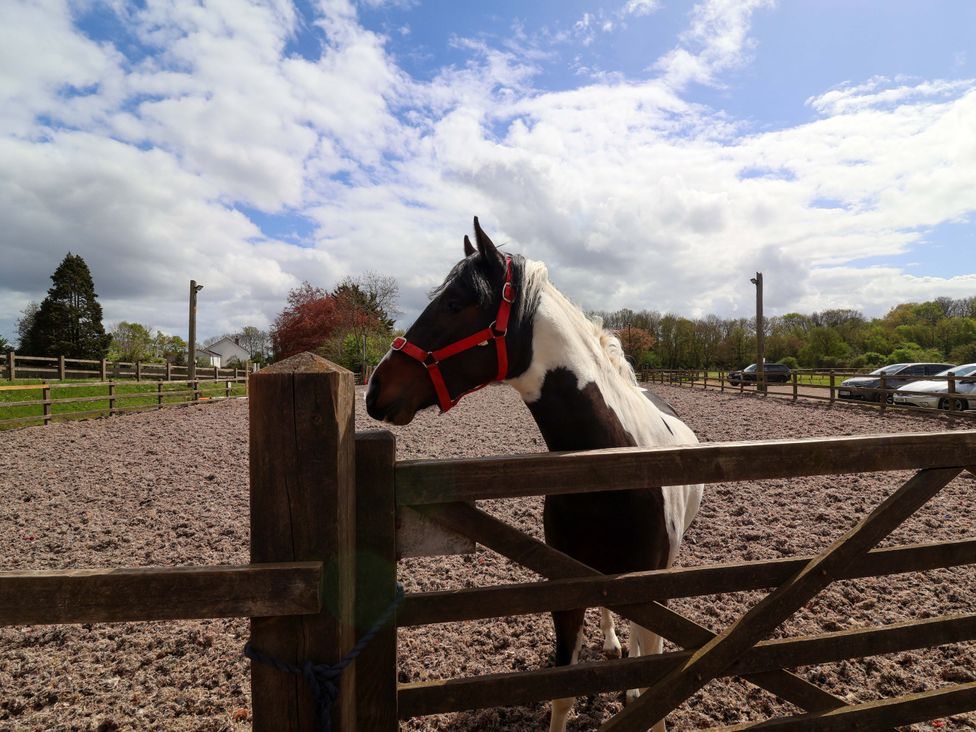 A horse near a fence in an outdoor area at The Apple Loft in Exeter