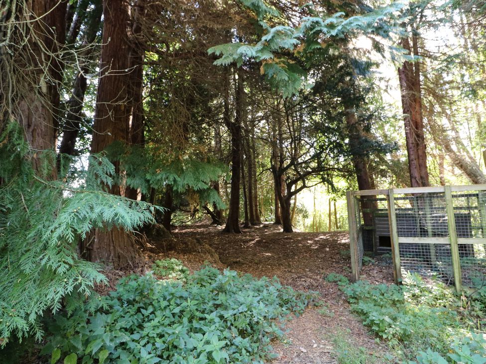 A wooded area with trees and a path at West House in Stanley