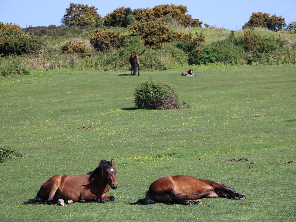 Horses resting in a field at 73 Pennywell Gardens in New Milton