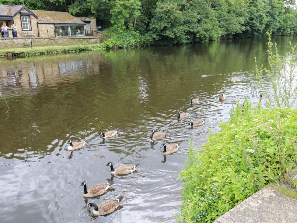 A view of geese swimming in the water near a building at Saltaire House in Saltaire