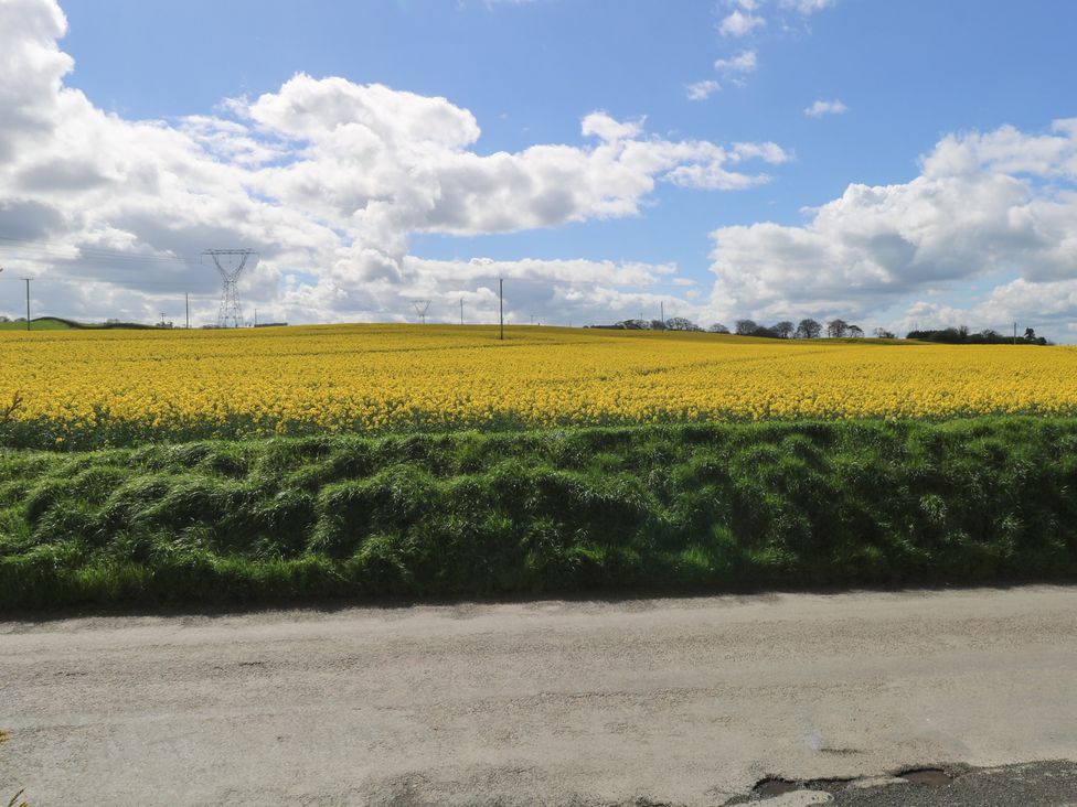 A field of yellow flowers with power lines in the background at Marie's Country Home, Ardee, County Louth