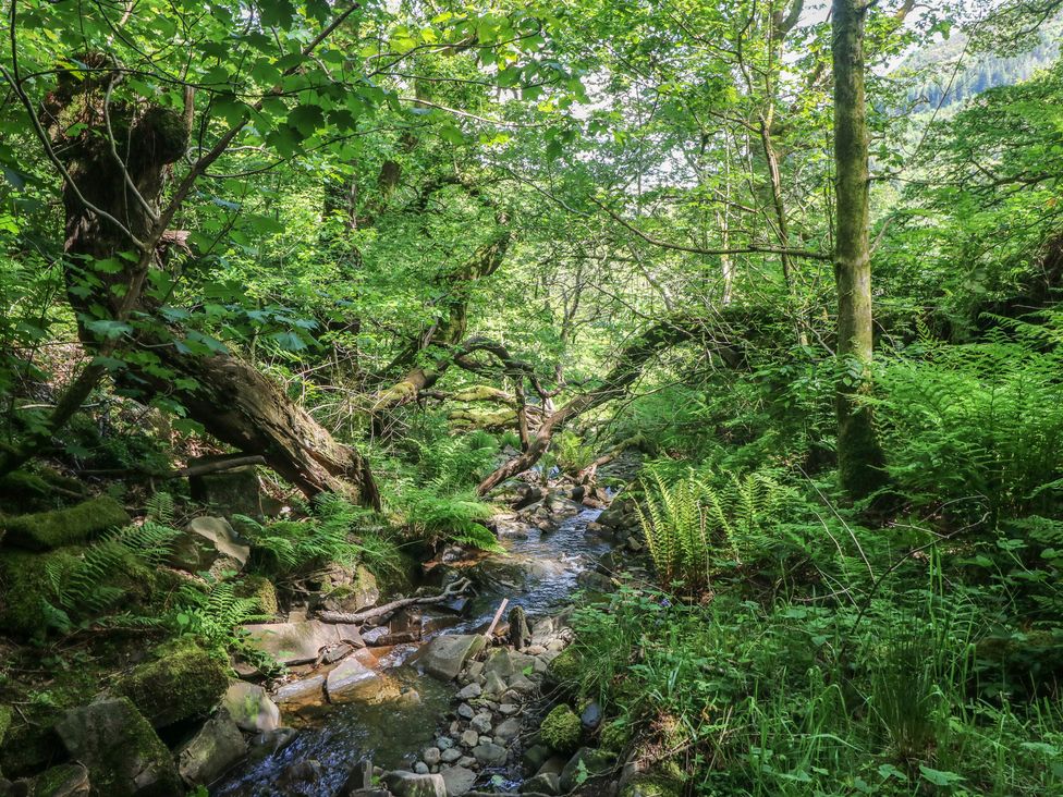 A stream flowing through a wooded area at Daffodil Cottage in Blaencwm near Treorchy
